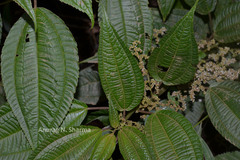 Pilea melastomoides